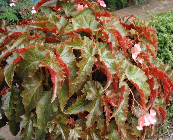 B. ‘Pink Jade’